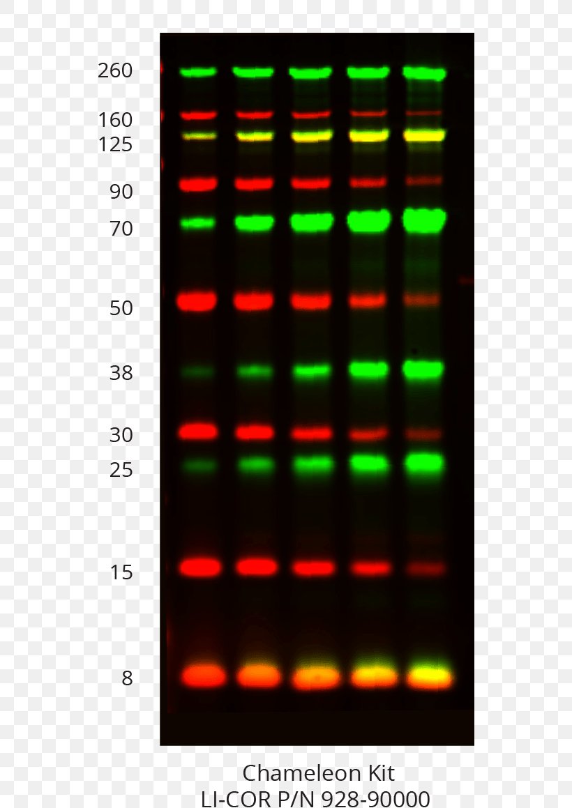 Western Blot LI-COR Biosciences Protein Gel, PNG, 541x1159px, Western Blot, Blot, Color, Display Device, Electronic Instrument Download Free