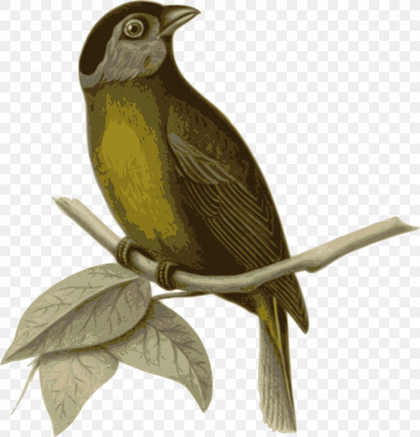 Bird In The Tree Passerine, PNG, 958x997px, Bird, Beak, Bird In The Tree, Cuculiformes, Database Download Free