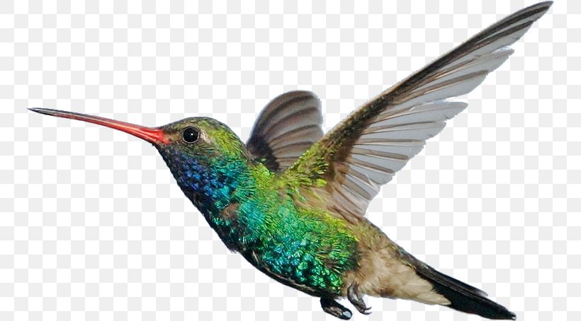 Bird Wing, PNG, 745x454px, Hummingbird, Animal, Annas Hummingbird, Aviary, Beak Download Free