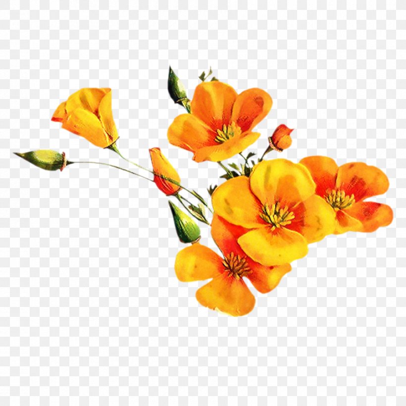 Cut Flowers Floral Design Orange Kazachka, PNG, 900x900px, Flower, Alstroemeriaceae, Ansichtkaart, Botany, Butterflies Download Free