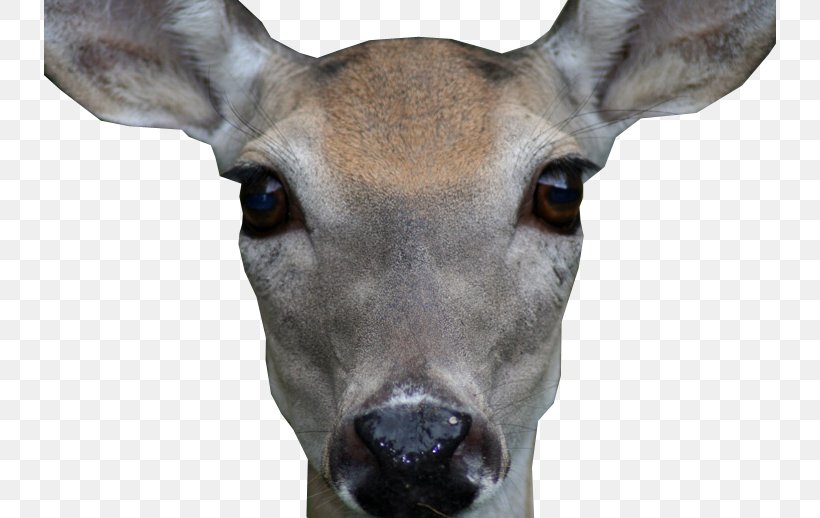 White-tailed Deer Antler Snout Face, PNG, 732x518px, Whitetailed Deer, Animal, Antler, Deer, Face Download Free