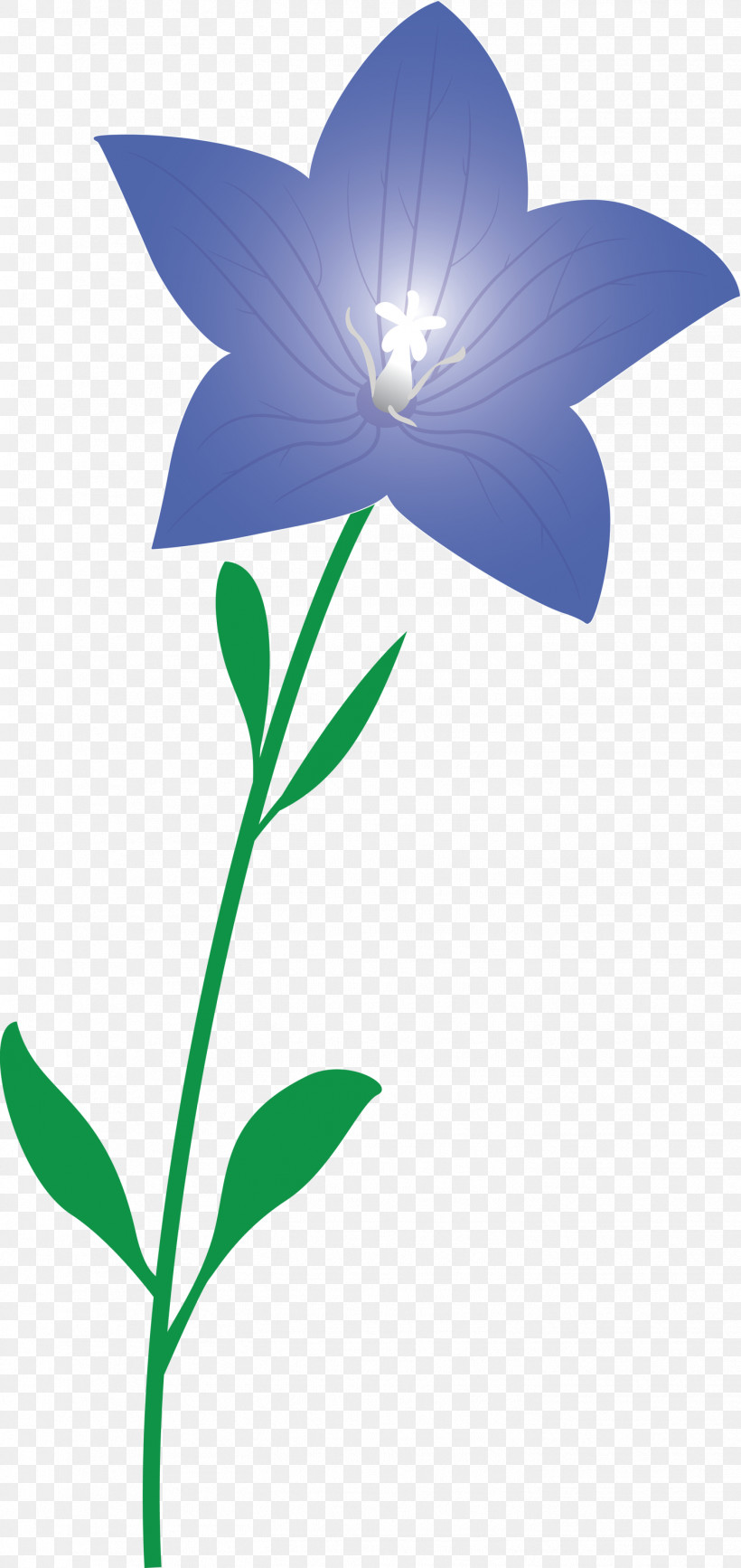 Balloon Flower, PNG, 1418x3000px, Balloon Flower, Biology, Branching, Flora, Flower Download Free