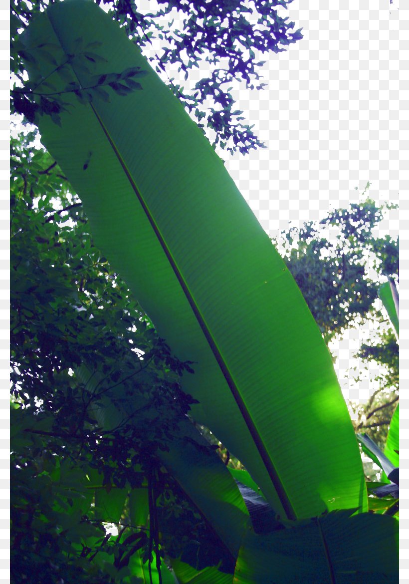 Leaf Musa Basjoo Wallpaper, PNG, 780x1170px, Leaf, Banana, Banana Leaf, Biome, Designer Download Free