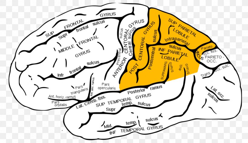 Parietal Lobe Lobes Of The Brain Temporal Lobe Frontal Lobe, PNG, 992x573px, Watercolor, Cartoon, Flower, Frame, Heart Download Free