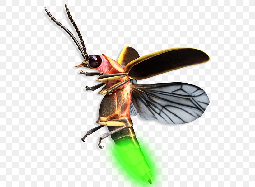 Beetle Firefly Mosquito Drawing, PNG, 600x600px, 3d Computer Graphics, 3d Modeling, Beetle, Arthropod, Biology Download Free