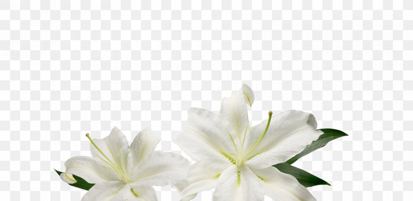 Cut Flowers Floral Design Floristry, PNG, 1800x880px, Flower, Cmyk Color Model, Color, Cut Flowers, Floral Design Download Free