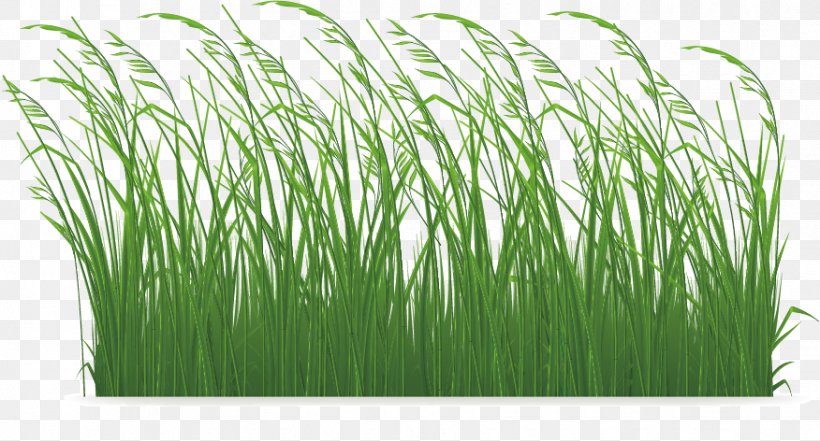 Grasses Clip Art, PNG, 876x472px, Grasses, Chrysopogon Zizanioides, Commodity, Digital Scrapbooking, Free Content Download Free