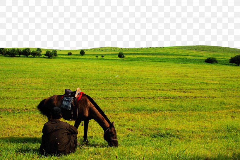 Horse Temperate Grasslands, Savannas, And Shrublands Ranch, PNG, 3000x2008px, Horse, Agriculture, Ecoregion, Ecosystem, Farm Download Free