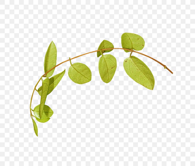 Leaf Plant Stem Flower Clip Art, PNG, 700x700px, Leaf, Branch, Computer Font, Flower, Herbaceous Plant Download Free