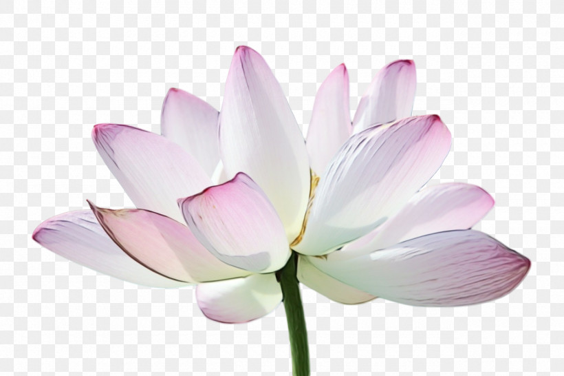 Plant Stem Sacred Lotus Nelumbonaceae Lilac M Herbaceous Plant, PNG, 1280x853px, Watercolor, Biology, Herbaceous Plant, Lilac M, Nelumbonaceae Download Free