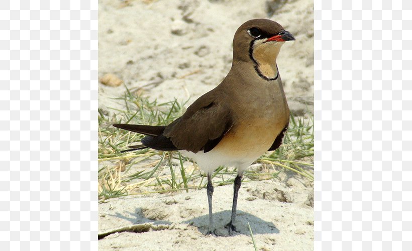 Wader Seabird Water Bird Beak, PNG, 500x500px, Wader, Beak, Bird, Charadriiformes, Fauna Download Free