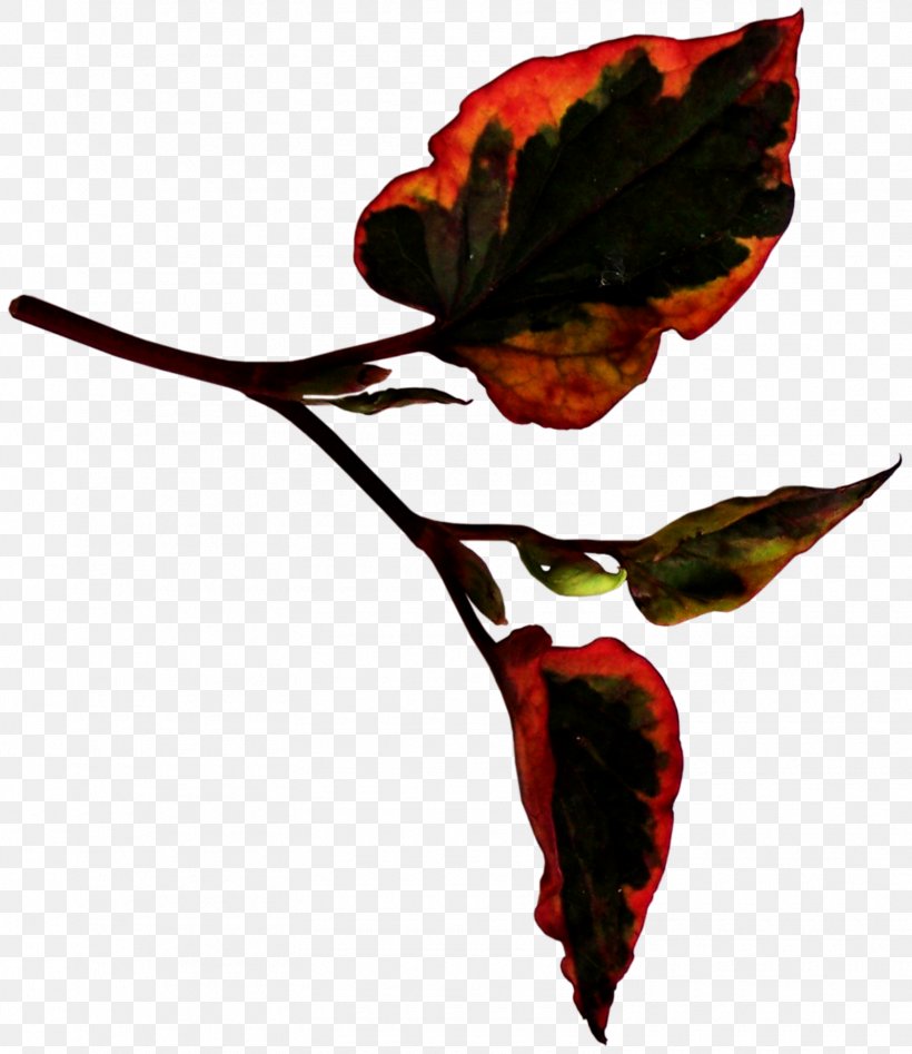 Leaf Petal Plant Stem Clip Art, PNG, 1570x1815px, Leaf, Autumn, Beak, Bird, Blog Download Free