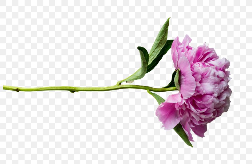 Peony, PNG, 800x533px, Peony, Blossom, Branch, Cosmetics, Cut Flowers Download Free