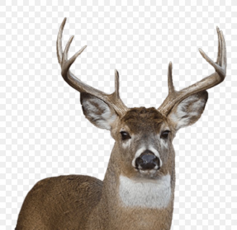White-tailed Deer Reindeer Clip Art, PNG, 850x826px, Deer, Antler, Chital, Deer Hunting, Elk Download Free