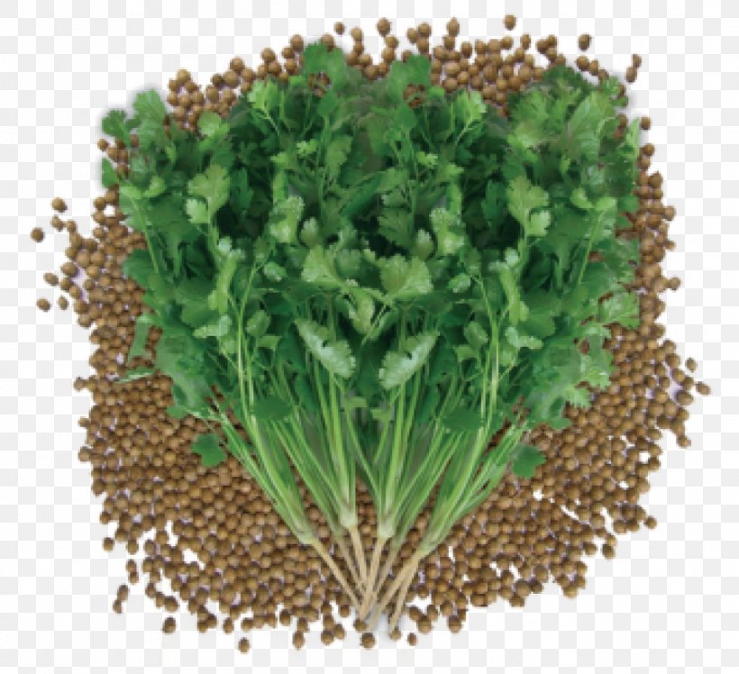 Flower Garden, PNG, 1097x1001px, Coriander, Bolting, Caraway, Celery, Cooking Download Free