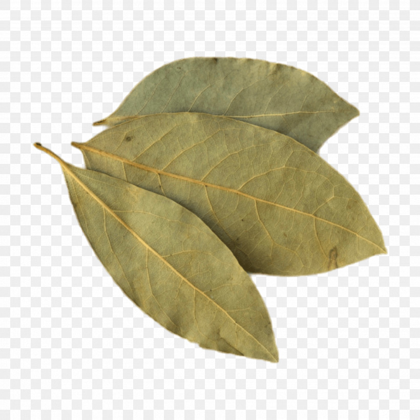 Plane, PNG, 3464x3464px, Leaf, Bay Laurel, Bay Leaf, Flower, Herb Download Free