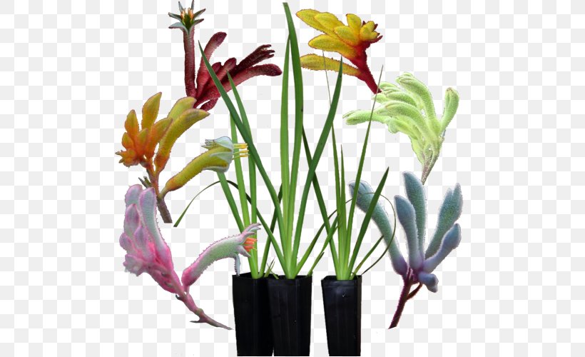 Tall Kangaroo Paw Cut Flowers Plant, PNG, 500x500px, Kangaroo Paw, Amaryllis Belladonna, Blue, Color, Cut Flowers Download Free