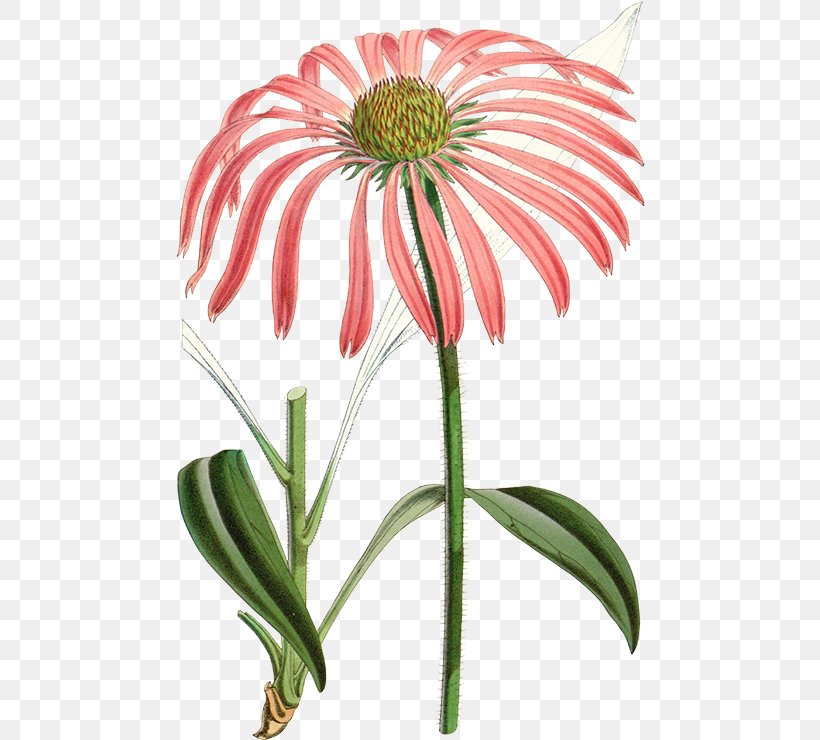 Flowers Background, PNG, 471x740px, Echinacea Angustifolia, Barberton Daisy, Coneflower, Curtiss Botanical Magazine, Cut Flowers Download Free