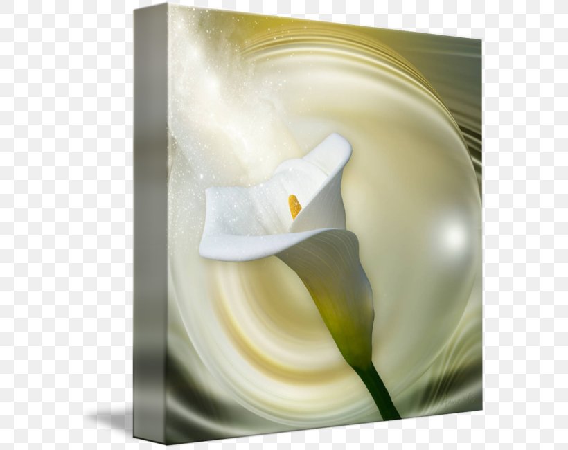 Arum Lilies Still Life Photography Flower Alismatales, PNG, 589x650px, Arum Lilies, Alismatales, Arum, Calas, Flower Download Free