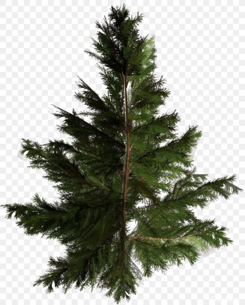 Christmas Tree Amazon.com Conifers Pine, PNG, 822x1022px, Tree, Amazoncom, Artificial Christmas Tree, Biome, Branch Download Free