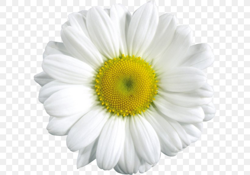 Common Daisy Chamomile Flower Clip Art, PNG, 600x573px, Common Daisy, Annual Plant, Chamaemelum Nobile, Chamomile, Chrysanthemum Download Free