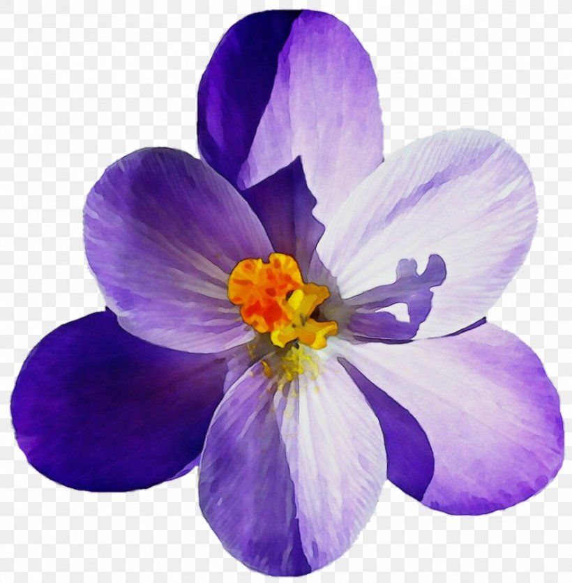 Flowering Plant Petal Flower Violet Purple, PNG, 885x903px, Watercolor, Crocus, Flower, Flowering Plant, Iris Family Download Free