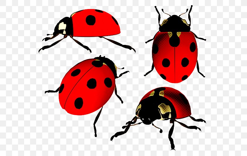 Ladybug, PNG, 600x518px, Insect, Beetle, Jewel Bugs, Ladybug, Leaf Beetle Download Free