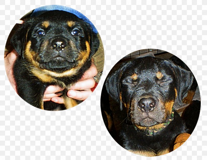 Rottweiler Puppy Dog Breed Snout, PNG, 1600x1244px, Rottweiler, Breed, Carnivoran, Dog, Dog Breed Download Free