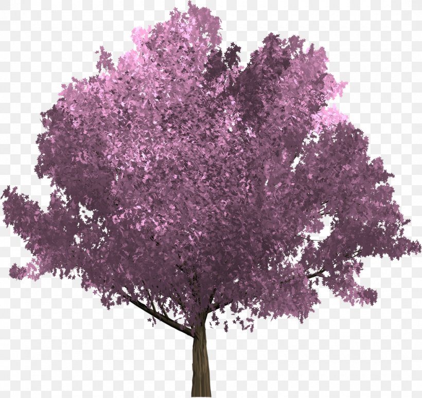 Tree Purple Betula Pubescens Branch Oak, PNG, 1080x1020px, Tree, Betula Pubescens, Birch, Blossom, Branch Download Free