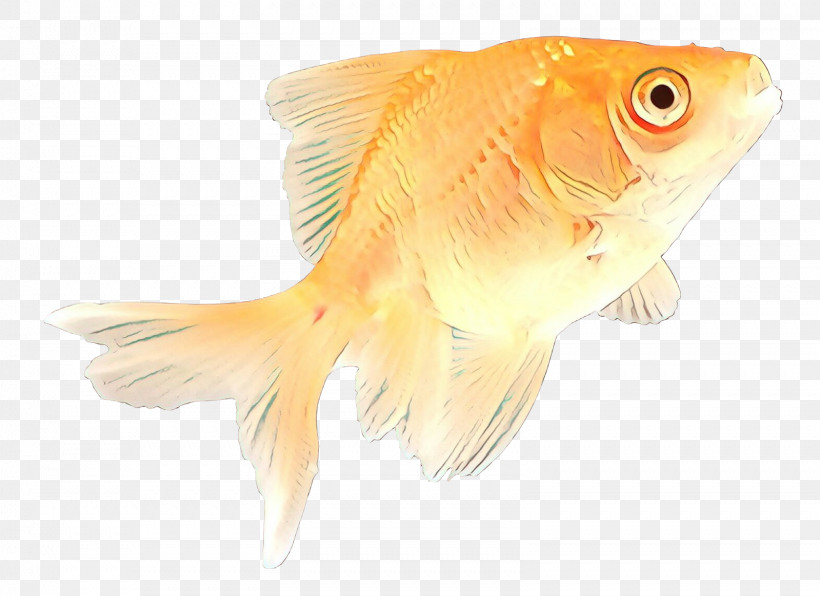 Fish Fish Goldfish Fin Feeder Fish, PNG, 1599x1164px, Fish, Bonyfish, Feeder Fish, Fin, Goldfish Download Free