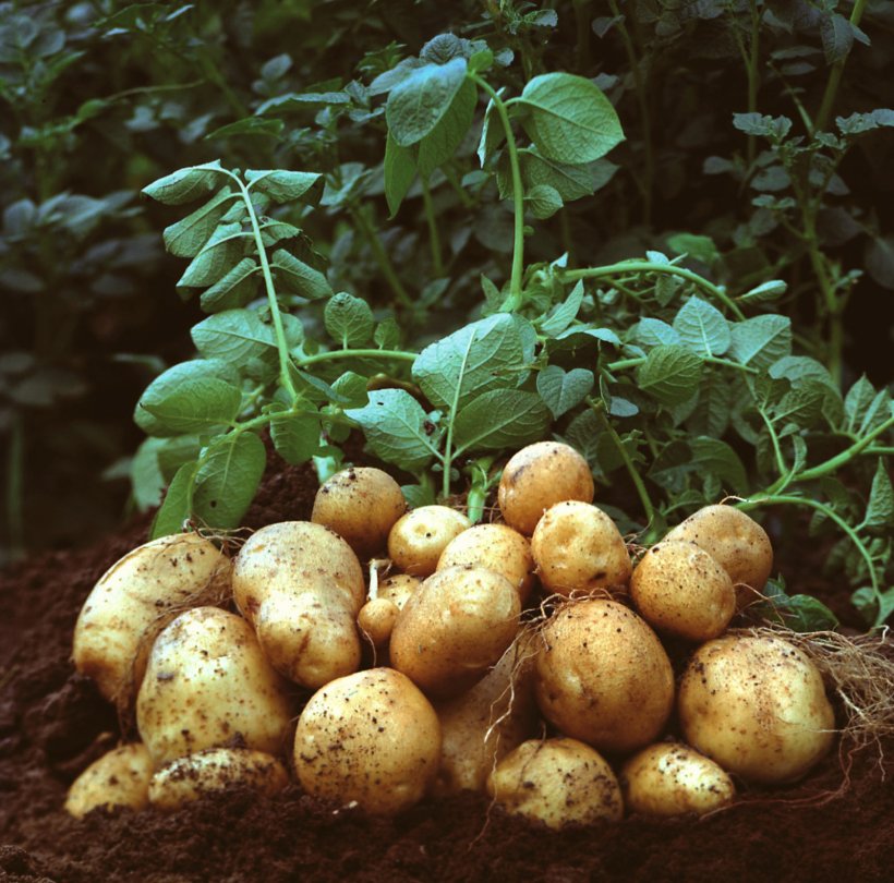 Mashed Potato Garden Amflora Vegetable, PNG, 1600x1581px, Potato, Amflora, Baccaurea Ramiflora, Crop, Food Download Free