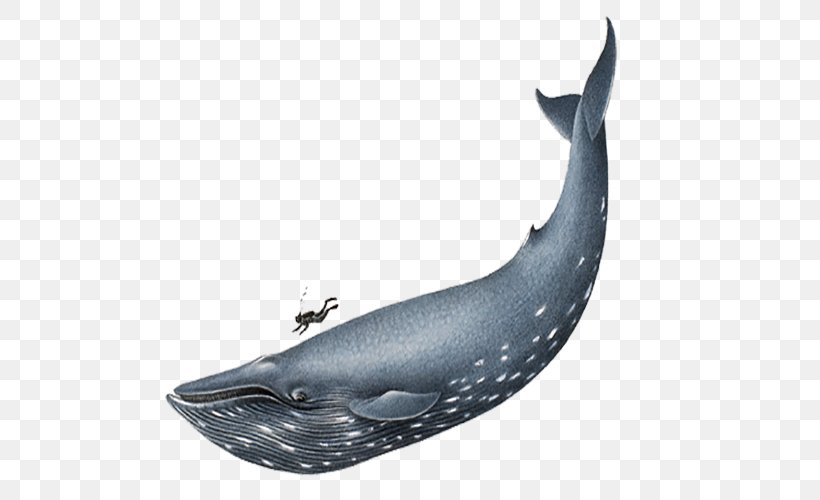 Blue Whale Homo Sapiens Clip Art, PNG, 500x500px, Blue Whale, Animal, Balaenoptera, Beluga Whale, Black And White Download Free