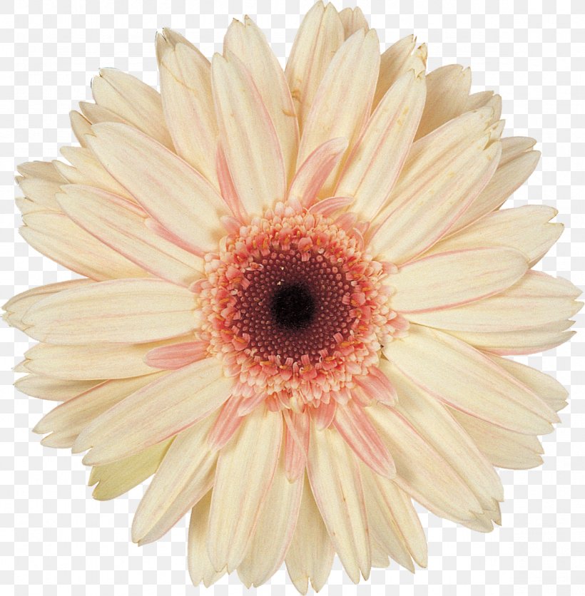 Daisy Family Cut Flowers Transvaal Daisy, PNG, 1177x1200px, Daisy Family, Advertising, Asterales, Blog, Chrysanthemum Download Free
