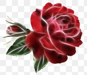 Flower - Garden Roses Cabbage Rose Cut Flowers Floral Design PNG