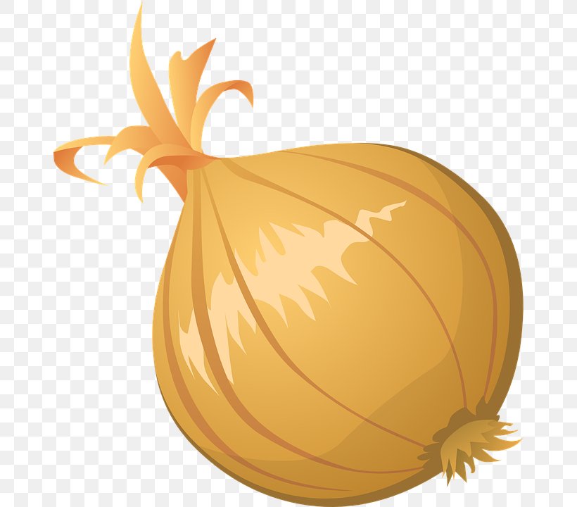 Onion Free Content Clip Art, PNG, 668x720px, Onion, Calabaza, Commodity, Cucurbita, Flowering Plant Download Free