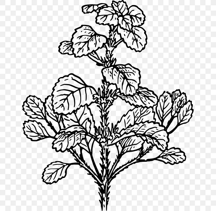 Plant White Horehound Alfalfa Herb Clip Art, PNG, 651x800px, Plant, Alfalfa, Art, Black And White, Branch Download Free