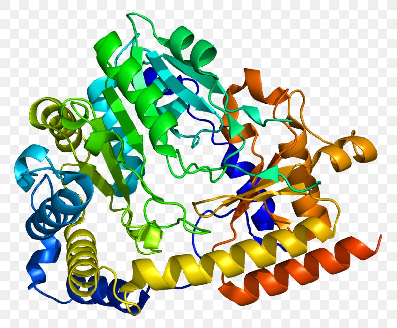 Protein KYAT1 D-amino Acid Oxidase Activator Transaminase Enzyme, PNG, 811x678px, Watercolor, Cartoon, Flower, Frame, Heart Download Free