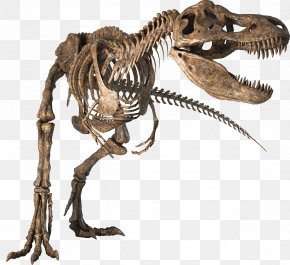 Skeleton - Tyrannosaurus Velociraptor Dinosaur Skeleton Bony Fishes PNG