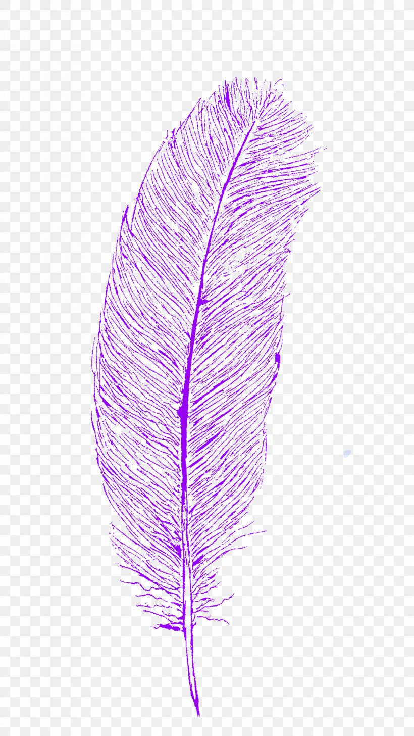 Feather Line, PNG, 1242x2208px, Feather, Fashion Accessory, Leaf, Pen, Pink Download Free