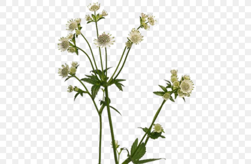 Masterworts Cow Parsley Showroom Darissimo Plants Caraway, PNG, 536x536px, Cow Parsley, Anthriscus, Aster, Caraway, Chamaemelum Nobile Download Free