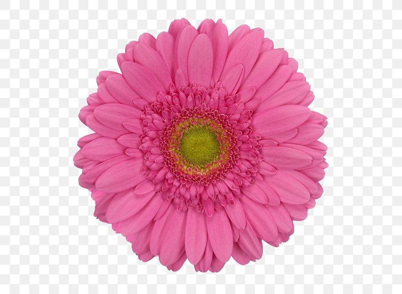 Transvaal Daisy Common Daisy Pink Flower, PNG, 600x600px, Transvaal Daisy, African Daisies, Annual Plant, Aster, Blume Download Free