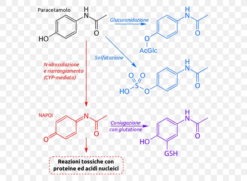 Acetaminophen Biotransformation NAPQI Metabolism Isoniazid, PNG, 600x600px, Acetaminophen, Area, Biotransformation, Butalbital, Chemistry Download Free