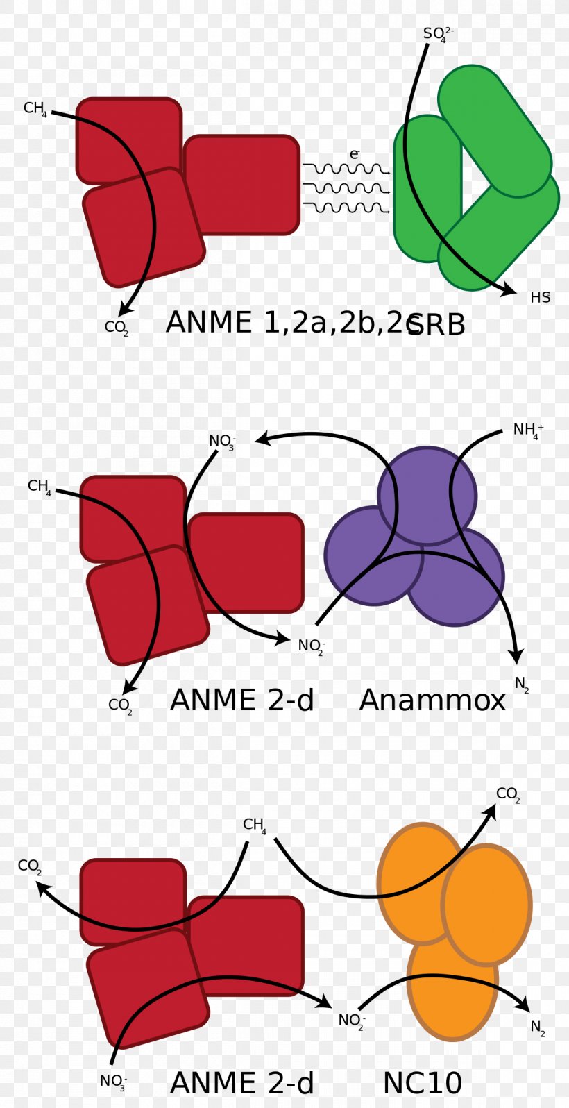 Anaerobic Oxidation Of Methane Methanotroph Anaerobic Organism Archaeans Sulfate-reducing Microorganisms, PNG, 1200x2337px, Watercolor, Cartoon, Flower, Frame, Heart Download Free