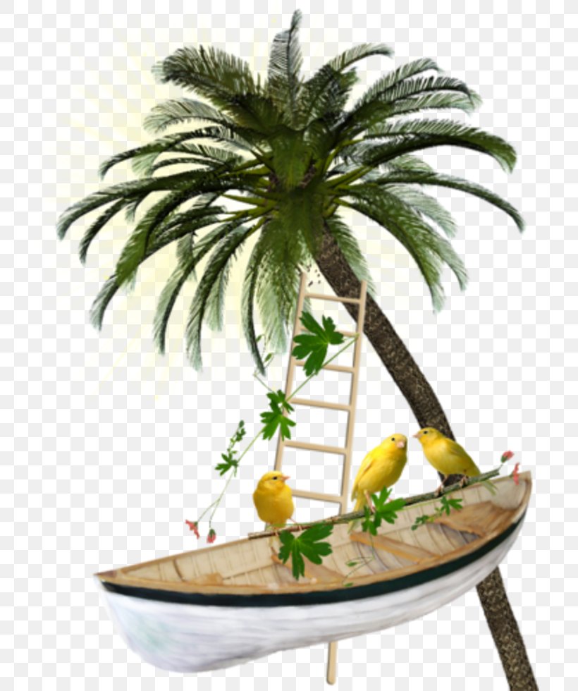 Clip Art Image Adobe Photoshop Sharm El Sheikh, PNG, 711x980px, Sharm El Sheikh, Arecales, Coconut, Collage, Date Palm Download Free