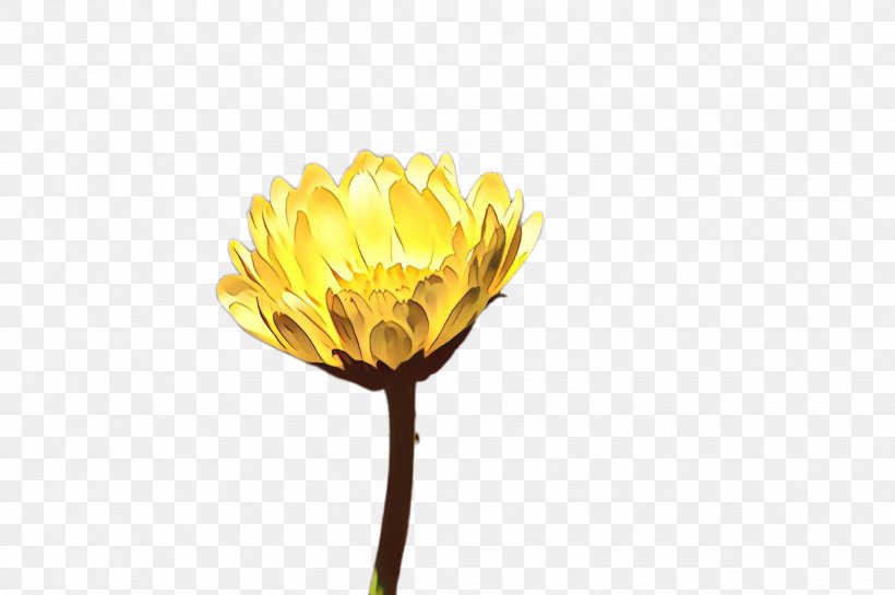 Flowers Background, PNG, 2452x1632px, Cartoon, Botany, Bud, Common Daisy, Cut Flowers Download Free