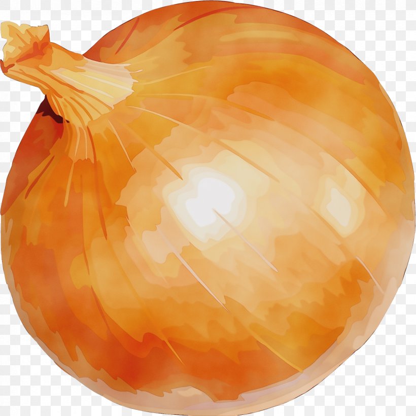 Orange, PNG, 1668x1669px, Watercolor, Allium, Food, Onion, Orange Download Free