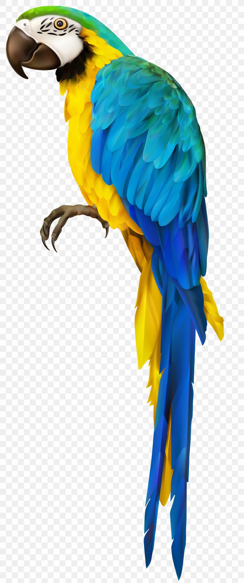 Parrot Red-and-green Macaw, PNG, 3353x8000px, Parrot, Beak, Bird, Common Pet Parakeet, Cuban Macaw Download Free