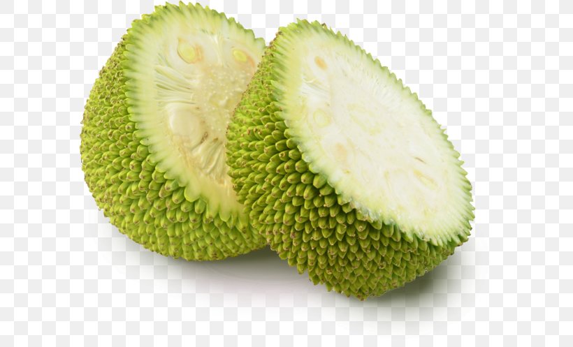 Jackfruit Mandi Se Sasta Flavor Quantity, PNG, 593x497px, Jackfruit, Artocarpeae, Artocarpus, Artocarpus Odoratissimus, Breadfruit Download Free