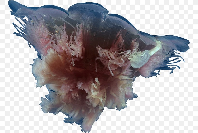 Jellyfish Cyanea Rosea Animal Copyright, PNG, 753x551px, Jellyfish, Animal, Copyright, Lisaann Gershwin, Organism Download Free