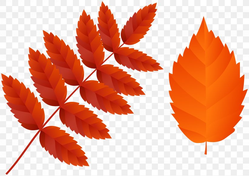 Clip Art Image Leaf JPEG, PNG, 8000x5671px, Leaf, Art Museum, Autumn, Autumn Leaf Color, Decorative Arts Download Free